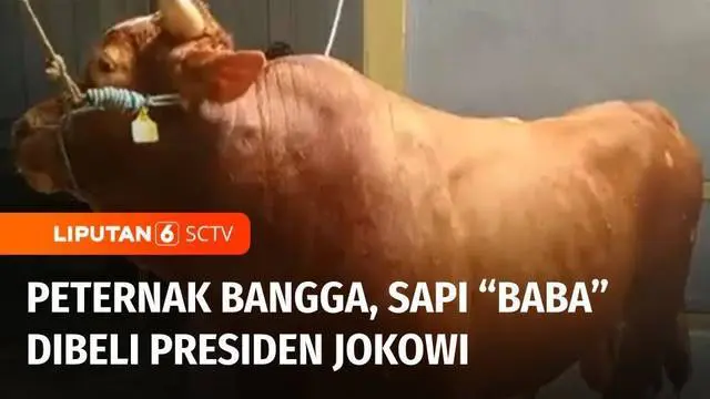 Satu lagi sapi jumbo yang dibeli Presiden Joko Widodo untuk kurban. Sapi bernama "baba" dibeli seharga Rp 92 juta dari peternak di Palembang, Sumatera Selatan. Peternak pun bangga karena sapi peliharaannya dipilih Presiden Jokowi.