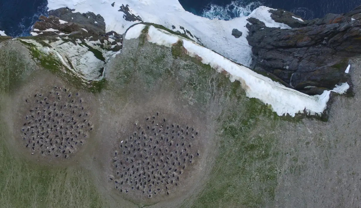 Pemandangan dari atas, penguin Adelie membuat dua kelompok di Pulau Heroina, Danger Islands, Antartika (2/3). Selama beberapa dekade terakhir, jumlah penguin Adelie di Semenanjung Antartika telah mengalami penurunan yang drastis.(Thomas Sayre-McCord/AFP)