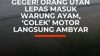Seekor orang utan koleksi Solo Safari bernama Didi membuat warga sekitar Kampus UNS Kentingan, Solo, panik pada Selasa (18/8/2026). Satwa berbulu cokelat itu dilaporkan keluar dari area exhibit dan berkeliaran hingga masuk ke kawasan permukiman warga.

Dalam video yang beredar, Didi terlihat mend...