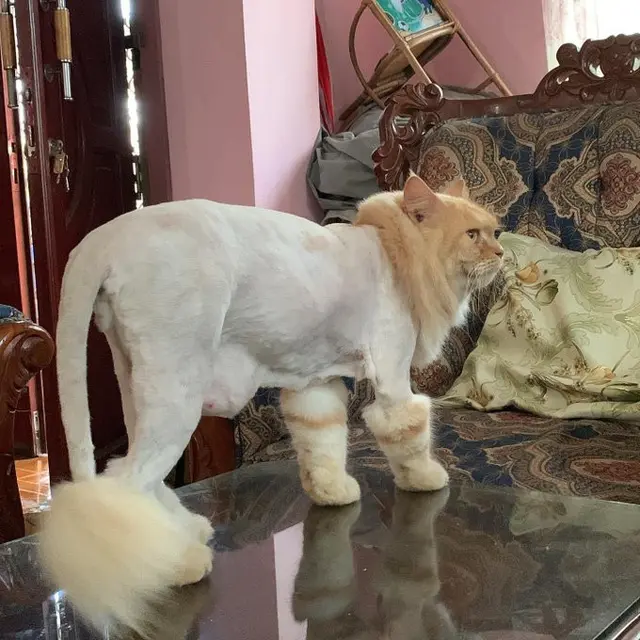 Potret 6 Kucing Bergaya Bak Singa Ini Bikin Makin Gemas