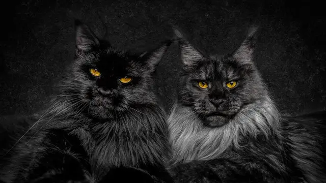 [Bintang] Kucing Maine coon