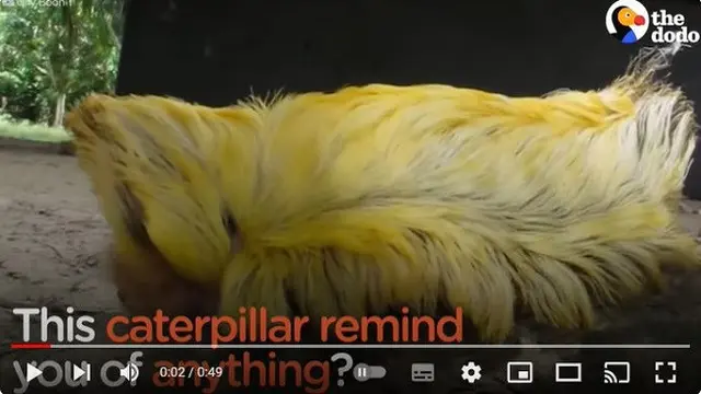 Gambar tangkapan layar ulat asp. (YouTube: The Dodo)