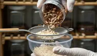 Cara Ternak Kroto Semut Rangrang di Toples untuk Pemula Modal Kecil, 5 Langkah Cuan dari Rumah
