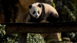 Anak panda Yuandudu untuk pertama kalinya menjelajahi kandang eksternalnya di kandang internal mereka di taman zoologi Beauval di Saint-Aignan, Prancis tengah (14/3/2022). Anak panda Yuandudu ini lahir pada 1 Agustus 2021. (AFP/Souvant Guillaume)