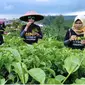 Sejumlah pengunjung di Kebun Teh Tiris, Kabupaten Probolinggo (Times Indonesia/Dicko W)