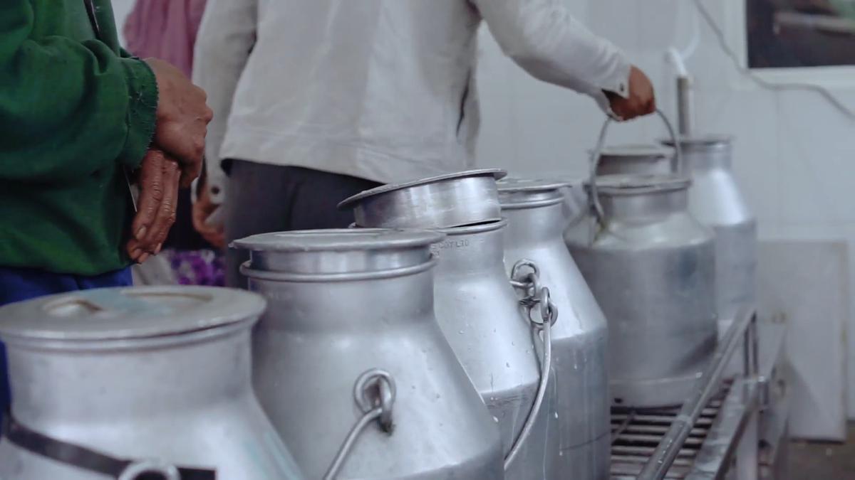 Studi Terbaru Ungkap Dampak Serius Perubahan Iklim terhadap Produksi Susu Sapi
