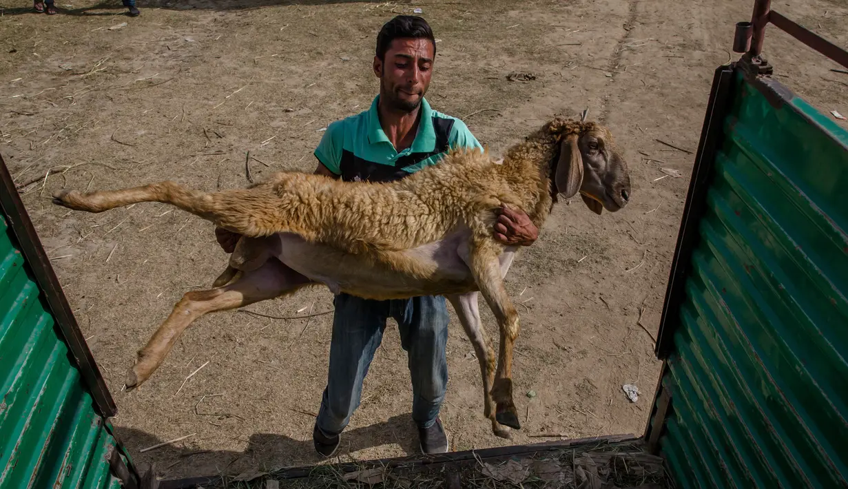 Seorang pria mengangkat seekor kambing ke mobil setelah membelinya dari pasar di Srinagar, Kashmir, India (30/8). Umat Muslim dari seluruh dunia sedang mempersiapkan menyambut Idul Adha 1438 H. (AP Photo / Dar Yasin)