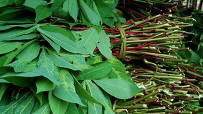 Luar Biasa Macam Macam Daun Ubi Bunga Hias