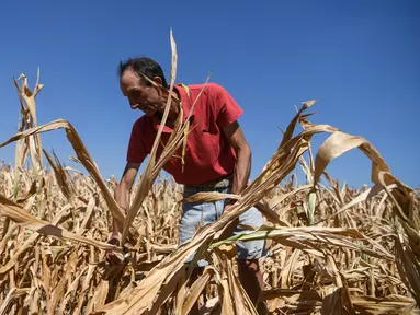 Petani Achille Crespiatico melihat kerusakan pada ladang jagungnya akibat kekeringan parah di Spino d'Adda, Italia, 11 Juli 2022. Italia dilanda kekeringan terburuk dalam 70 tahun. (Piero CRUCIATTI/AFP)