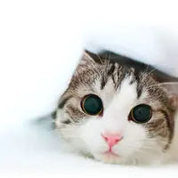Selain menggemaskan, ternyata kucing juga punya sisi menyebalkan.
