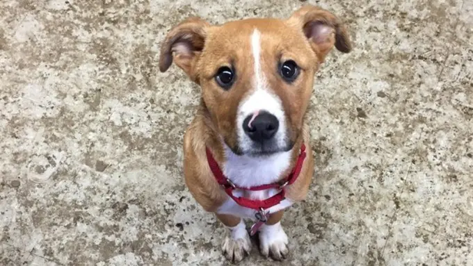 Bersiap Menjerit Gemas karena Para Anjing yang Ceriakan Siangmu