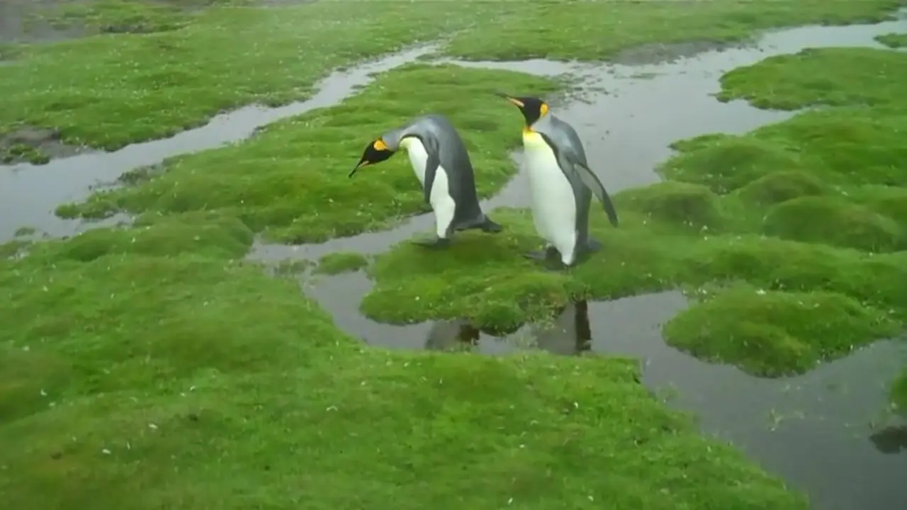 Lucunya Dua Penguin Yang Menyebrang 
