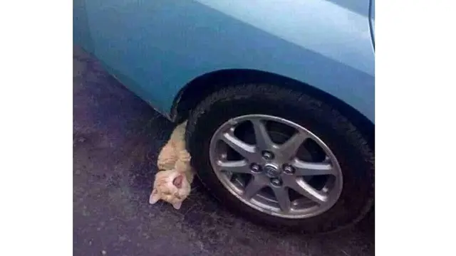 Kelakuan 5 Kucing Cari Perhatian Ini Bikin Tepuk Jidat