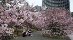 Warga beristirahat di bawah bunga Sakura yang bermekaran di Tokyo, Jepang (19/3). Bunga Sakura mekar pada akhir Maret hingga akhir Juni. Mekarnya bunga nasional Jepang ini menandai dimulainya musim semi. (Liputan6.com/Kazuhiro Nogi)