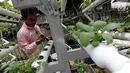 Warga melakukan perawatan tanaman hidroponik di kawasan Mangga Besar, Jakarta, Selasa (13/11). Warga sekitar memanfaatkan lahan alternatif untuk bercocok tanam sayur mayur. (Liputan6.com/Johan Tallo)