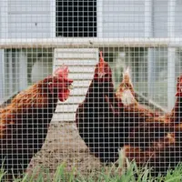 Cara Membuat Kandang Ayam Mini dari Ember Cat/Photo by The Brewers on Unsplash