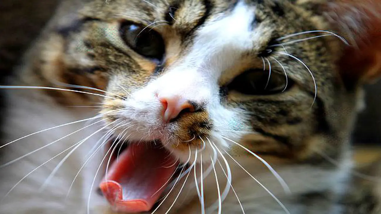 Australia Perangi Kucing Liar