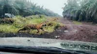 Harimau sumatera yang pernah terekam petugas BBKSDA Riau dan kini sudah dievakuasi. (Liputan6.com/M Syukur)