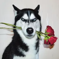 Anjing ini bernama Anuko. Ia mendapat banyak membantu tuannya yang memiliki penyakit mental | foto : ibtimes.co.uk