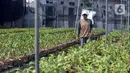 Pembeli memilih anggrek jenis dendrobium di tempat pembibitan budi daya anggrek, Pocis, Kecamatan Setu, Tangerang Selatan, Banten, Senin (31/8/2020). Anggrek dendrobium pesanan pembeli akan dikirim ke berbagai daerah, kebanyakan pemesan dari Kalimantan dan Sulawesi. (merdeka.com/Dwi Narwoko)