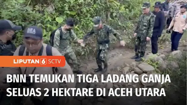 Badan Narkotika Nasional temukan tiga ladang ganja seluas 2 hektare di Aceh Utara. Sebanyak 11 ton ganja dimusnahkan.