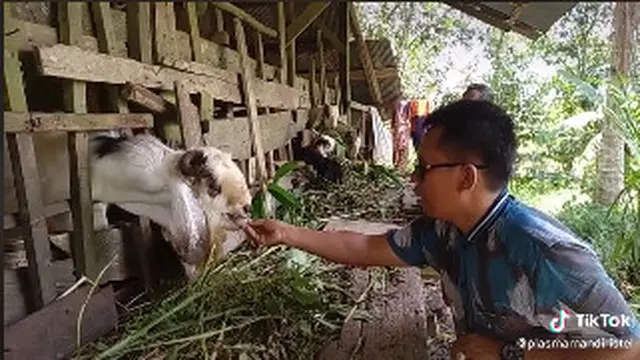 Viral Kambing Ini Ngerti Bahasa Manusia, Anggukan Kepala saat Ditanya