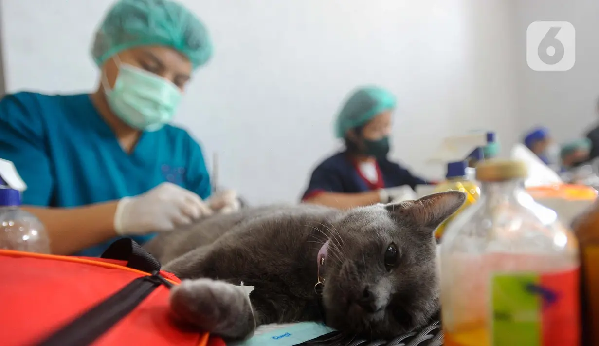 Untuk mensterilisasi kucing lokal ini, Sudin KPKP Jakarta Selatan bekerja sama dengan Persatuan Dokter Hewan Indonesia (PDHI), Yayasan Peduli Lingkungan Indonesia (YPLI) serta dokter hewan praktik setempat. (merdeka.com/Arie Basuki)