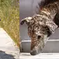 Anjing terlantar dengan kondisi memprihatinkan ini akhirnya menjadi viral setelah seorang perempuan di Athena, Yunani