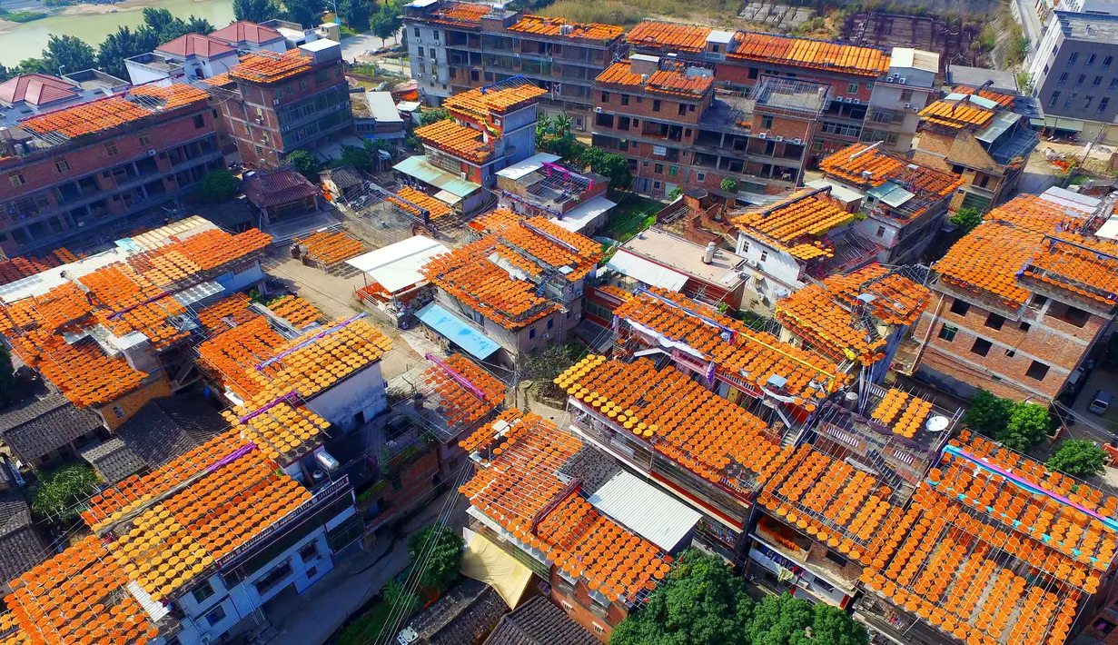 Pandangan udara atap pemukiman warga yang dipenuhi jemuran buah kesemek di Desa Anxi, Fujian, selatan China, 13 Desember 2016. Sejumlah warga memanfaatkan atap rumah mereka untuk mengeringkan kesemek yang akan dijadikan manisan. (REUTERS/Stringer)