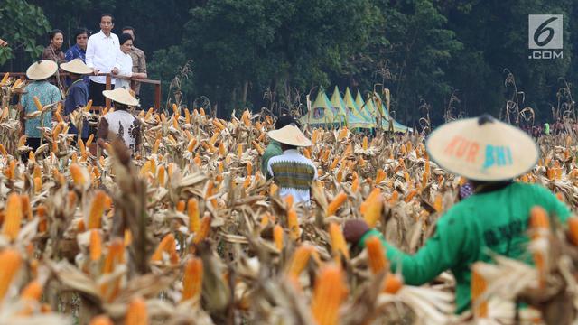 Jokowi Hadiri Panen Raya Jagung di Tuban