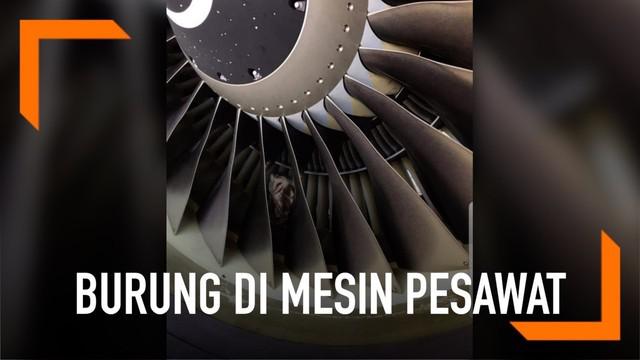 Sebelum lepas landas pada penerbangan dengan pesawat boeing 737-800 di bandara Melbourne, Australia ada tim yang akan memeriksa kondisi dari pesawat. Salah satu tim tersebut menemukan seekor burung hantu berwarna putih yang sedang tertidur.
