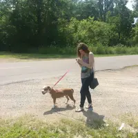 Demam Pokemon Go, penampungan hewan ini ajak relawan mencari pokemon bersama anjing.| Via: boredpanda.com