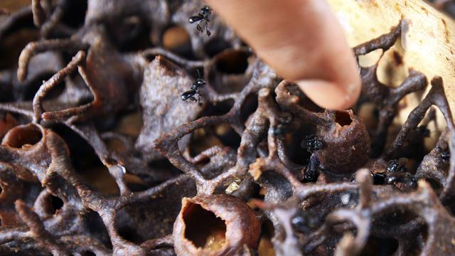 FOTO: Budidaya Lebah Madu di Hutan Kota Srengseng