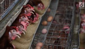 Telur ayam terlihat di sebuah peternakan di kawasan Depok, Jawa Barat, Senin (23/7). Tingginya harga telur ayam di pasaran karena tingginya permintaan saat lebaran lalu yang berimbas belum stabilnya produksi telur. (Liputan6.com/Immanuel Antonius)