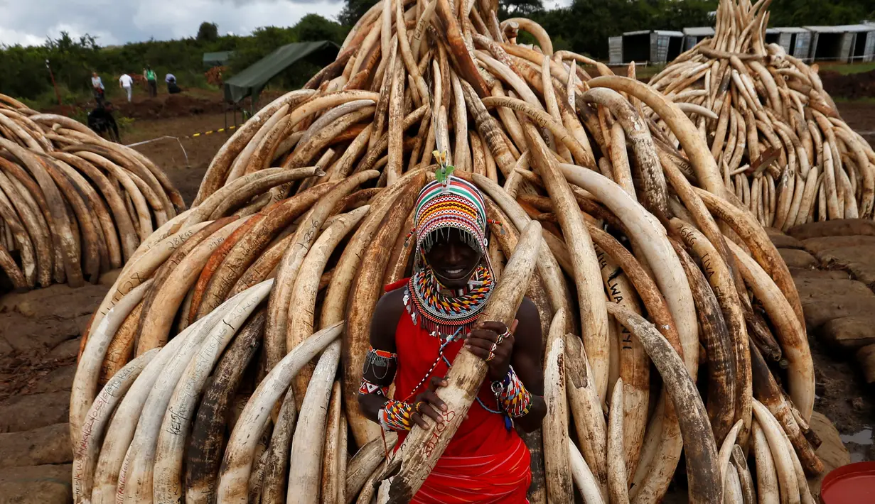 Warga dari suku tradisional Maasai berpose di dekat tumpukan gading yang disita Petugas Patroli Kenya, Jumat (28/4/2016). Gading gajah sebanyak 105 ton tersebut rencananya akan dimusnahkan dengan dibakar. (Reuters/Thomas Mukoya)