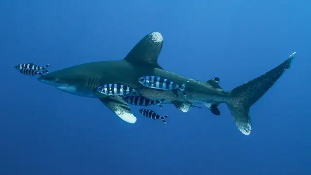 Ilustrasi ikan hiu, ikan remora