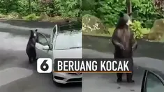 Tingkah kocak ditunjukkan oleh seekor beruang ketika ketahuan membuka pintu mobil yang sedang diparkir.