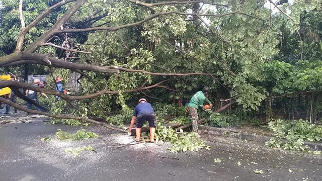 Pohon tumbang di Depok