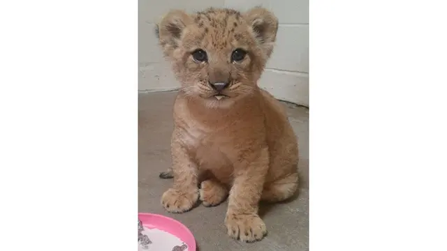 7 Potret Bahati, Bayi Singa yang Jadi Role Model Simba di The Lion King Live Action