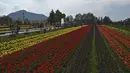 Indira Gandhi Tulip Garden merupakan Taman Tulip seluas 30 ha, dengan 48 varietas bunga tulip, yang menjadi taman tulip terbesar di Asia. (Photo by TAUSEEF MUSTAFA / AFP)