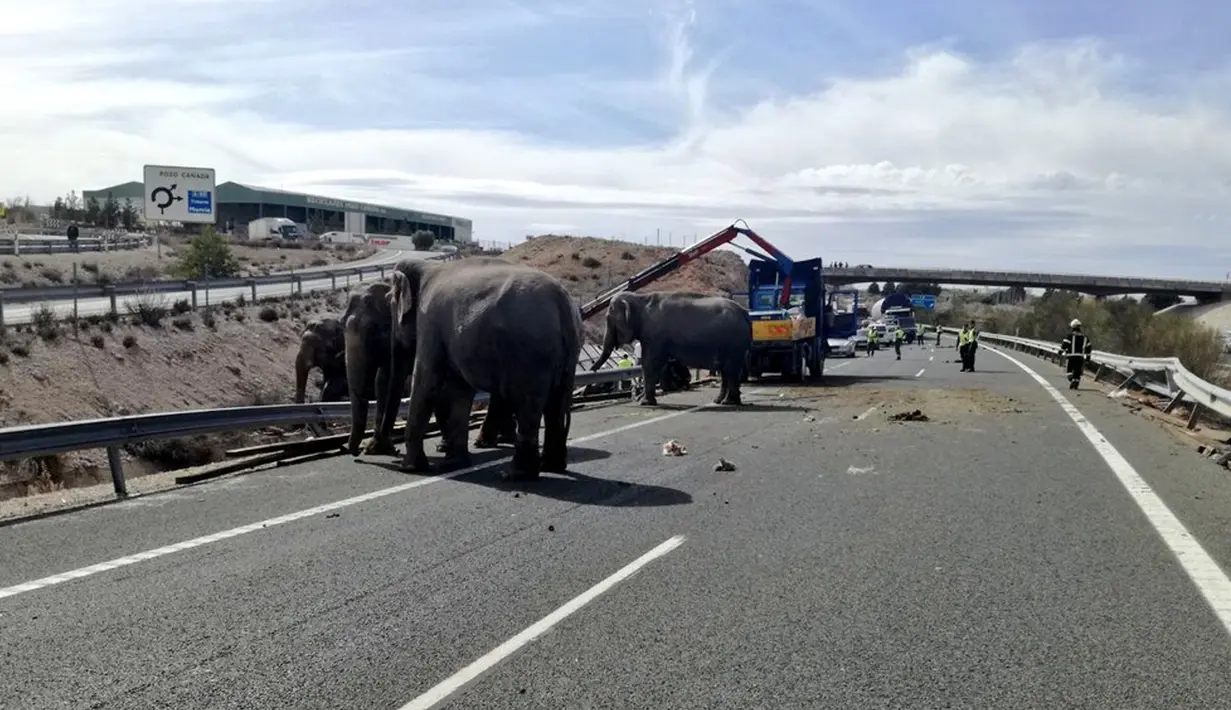 Sejumlah gajah berkeliaran di ruas jalan raya setelah kendaraan pengangkut mereka mengalami kecelakaan di Provinsi Albacete, Spanyol, Senin (2/4). Aparat setempat dibantu menutup jalan raya tersebut untuk melakukan evakuasi. (twitter.com/PoliciaAlbacete)