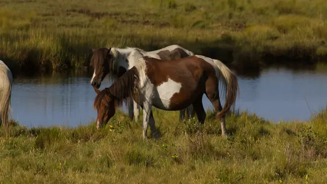 Chincoteague