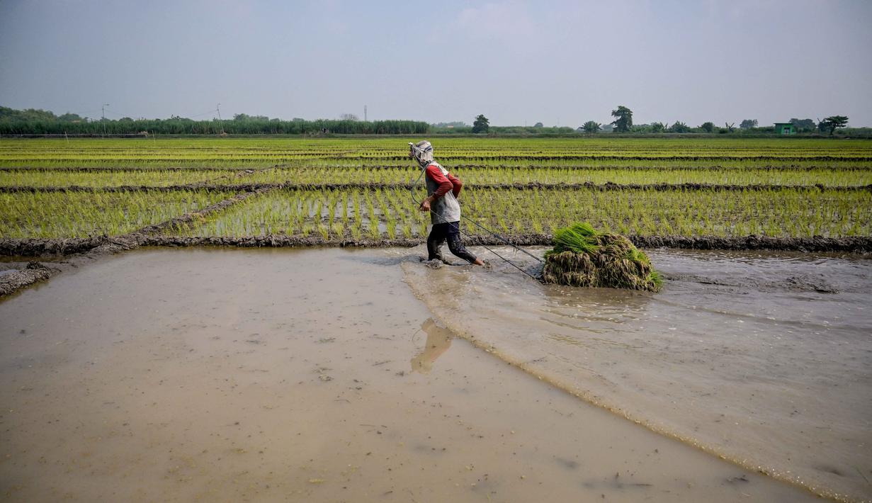 Seorang petani menarik seikat bibit padi untuk ditanam di Sidoarjo, Jawa Timur, Rabu 3 Juni 2026. (JUNI KRISWANTO/AFP)