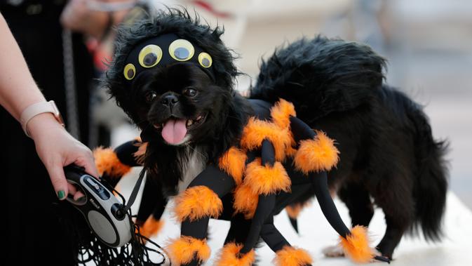 Seekor anjing bernama Punky mengenakan kostum laba-laba untuk berkompetisi dalam kontes kostum anjing Halloween tahunan di Coral Gables Museum, Coral Gables, Florida, Amerika Serikat, Kamis (31/10/2019). (AP Photo/Lynne Sladky)