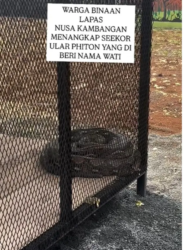 Momen Ustaz Derry Sulaiman di Lapas Nusakambangan, Tunjukkan Ular Piton Raksasa