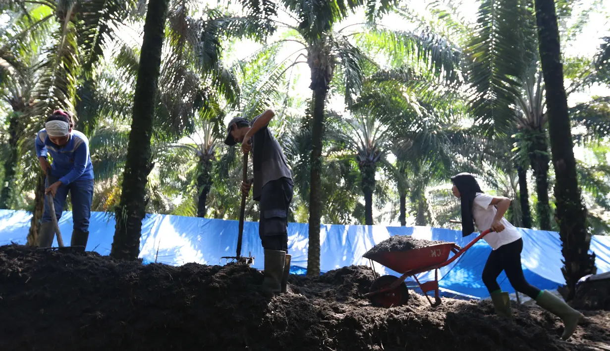 Pekerja dari kelompok tani mekar jaya binaan PT Wirakarya Sakti unit forestry APP Sinarmas menyelesaikan pembuatan pupuk kompos di Kab Tanjung Jabnung Barat, Provinsi Jambi, Kamis (3/5). (Liputan6.com/Angga Yuniar)