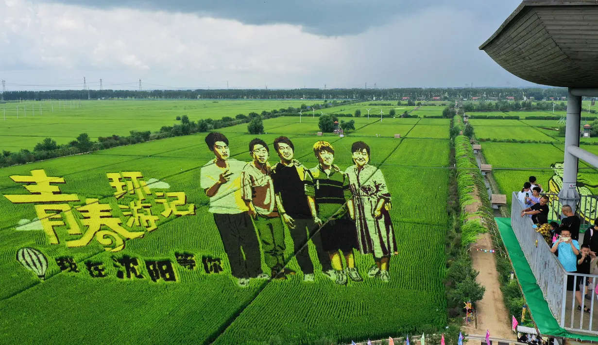 Para turis mengunjungi sawah dengan gambar yang dibuat dari berbagai varietas padi di Shenyang, Provinsi Liaoning, China, 17 Agustus 2021. (STR/AFP)