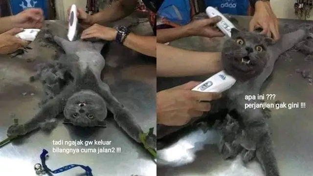 8 Potret Kucing Dicukur Bulunya, Penampilannya Bikin Kasihan