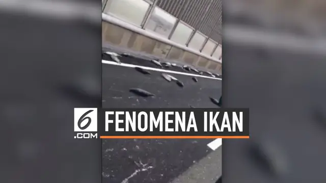 VIDEO: Jalanan Osaka Macet Ratusan Meter Gara-Gara Ikan