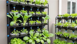 Rak Sepatu Bekas Jadi Green Wall Hidroponik Sumbu. Foto: Gemini